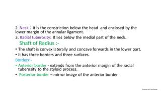 Radius bone structure