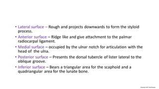 Radius bone structure