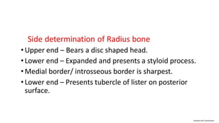 Radius bone structure