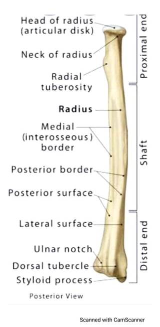 Radius bone structure