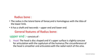 Radius bone structure