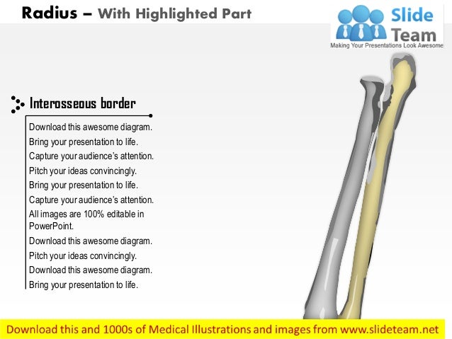 Radius posterior view medical images for power point