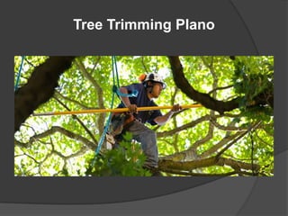 Tree Trimming Plano
 