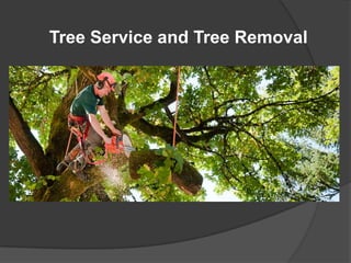 Tree Service and Tree Removal
 