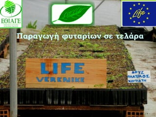 Παραγωγή φυταρίων σε τελάρα
 