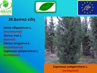 26 Γαζηθά είδε

Cercis siliquastrum L.
(κουτςουπιά)
Cornus mas L.
(κρανιά)
Cornus sanguinea L.
(αγριοκρανιά)
Cupressus sempervirens L.
(κυπαρίςςι)


                            Cupressus sempervirens L.
                                  (κυπαρίςςι)
 