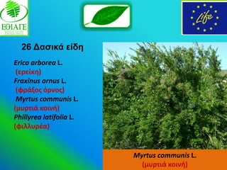 26 Γαζηθά είδε
Erica arborea L.
 (ερείκθ)
Fraxinus ornus L.
 (φράξοσ όρνοσ)
 Myrtus communis L.
(μυρτιά κοινι)
Phillyrea latifolia L.
(φιλλυρζα)


                         Myrtus communis L.
                           (μυρτιά κοινι)
 