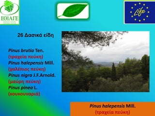 26 Γαζηθά είδε

Pinus brutia Ten.
(τραχεία πεφκθ)
Pinus halepensis Mill.
(χαλζπιοσ πεφκθ)
Pinus nigra J.F.Arnold.
(μαφρθ πεφκθ)
Pinus pinea L.
(κουκουναριά)

                          Pinus halepensis Mill.
                             (τραχεία πεφκθ)
 