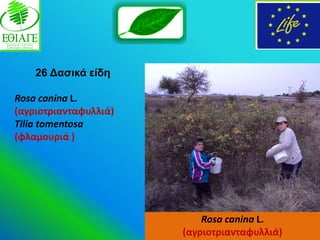 26 Γαζηθά είδε

Rosa canina L.
(αγριοτριανταφυλλιά)
Tilia tomentosa
(φλαμουριά )




                           Rosa canina L.
                       (αγριοτριανταφυλλιά)
 