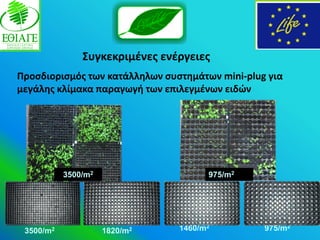 ΢υγκεκριμζνεσ ενζργειεσ
Προςδιοριςμόσ των κατάλλθλων ςυςτθμάτων mini-plug για
μεγάλθσ κλίμακα παραγωγι των επιλεγμζνων ειδϊν




           3500/m2                    975/m2




 3500/m2             1820/m2    1460/m2          975/m2
 