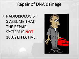 Repair of DNA damage 
• RADIOBIOLOGIST 
S ASSUME THAT 
THE REPAIR 
SYSTEM IS NOT 
100% EFFECTIVE. 
 