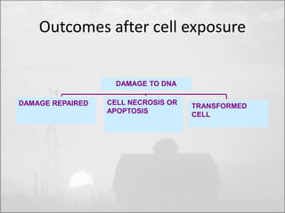 Outcomes after cell exposure 
DAMAGE REPAIRED CELL NECROSIS OR 
APOPTOSIS 
TRANSFORMED 
CELL 
DAMAGE TO DNA 
 