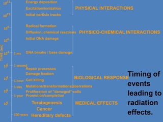 10-15 
10-12 
10-9 
10-6 
10-3 
1 ms 
Diffusion, chemical reactions 
Initial DNA damage 
1 second 
1 hour 
1 day 
1 year 
Mutations/transformations/aberrations 
Proliferation of "damaged" cells 
100 years 
100 
103 
106 
109 
Energy deposition 
Excitation/ionization 
Initial particle tracks 
Radical formation 
PHYSICAL INTERACTIONS 
PHYSICO-CHEMICAL INTERACTIONS 
BIOLOGICAL RESPONSE 
MEDICAL EFFECTS 
DNA breaks / base damage 
Repair processes 
Damage fixation 
Cell killing 
Promotion/completion 
Teratogenesis 
Cancer 
Hereditary defects 
TIME (sec) 
Timing of 
events 
leading to 
radiation 
effects. 
 