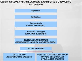 CHAIN OF EVENTS FOLLOWING EXPOSURE TO IONIZING 
RADIATION 
exposure 
free radicals 
(chemical changes) 
molecular changes 
(DNA,RNA, ENZYMES) 
SUBCELLULAR DAMAGE 
(MEMBRANES, NUCLEI, CHROMOSOMES) 
CELL DEATH 
CELLULAR LEVEL 
DETERMINISTIC EFFECTS 
CELLULAR TRANSFORMATION 
MAY BE SOME REPAIR 
STOCHASTIC EFFECTS 
ionisation 
 