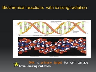 Radiation biology | PPTX