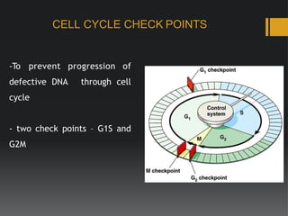 Cell Cycle R Point Radiation biology | PPTX