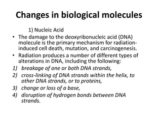 Changes in biological molecules
1) Nucleic Acid
• The damage to the deoxyribonucleic acid (DNA)
molecule is the primary mechanism for radiation-
induced cell death, mutation, and carcinogenesis.
• Radiation produces a number of different types of
alterations in DNA, including the following:
1) breakage of one or both DNA strands,
2) cross-linking of DNA strands within the helix, to
other DNA strands, or to proteins,
3) change or loss of a base,
4) disruption of hydrogen bonds between DNA
strands.
 