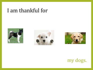 my dogs.
I am thankful for
 