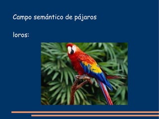 Campo semántico de pájaros
loros:
 