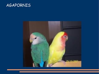 AGAPORNIS
 