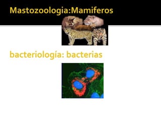Mastozoologia:Mamiferosbacteriología: bacterias