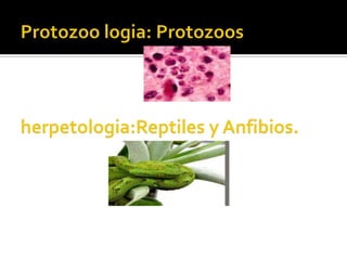 Protozoo logia: Protozoosherpetologia:Reptiles y Anfibios.