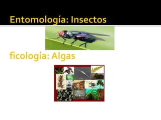Entomología: Insectosficología: Algas