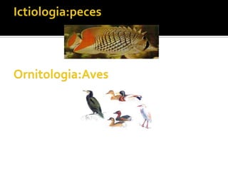 Ictiologia:pecesOrnitologia:Aves