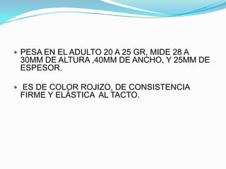  PESA EN EL ADULTO 20 A 25 GR, MIDE 28 A
 30MM DE ALTURA ,40MM DE ANCHO, Y 25MM DE
 ESPESOR.

 ES DE COLOR ROJIZO, DE CONSISTENCIA
 FIRME Y ELÁSTICA AL TACTO.
 