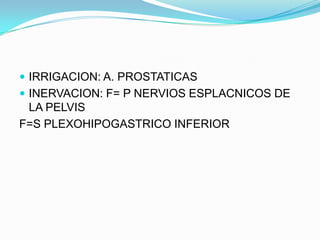  IRRIGACION: A. PROSTATICAS
 INERVACION: F= P NERVIOS ESPLACNICOS DE
 LA PELVIS
F=S PLEXOHIPOGASTRICO INFERIOR
 