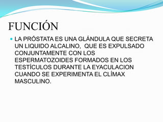 FUNCIÓN
 LA PRÓSTATA ES UNA GLÁNDULA QUE SECRETA
 UN LIQUIDO ALCALINO, QUE ES EXPULSADO
 CONJUNTAMENTE CON LOS
 ESPERMATOZOIDES FORMADOS EN LOS
 TESTÍCULOS DURANTE LA EYACULACION
 CUANDO SE EXPERIMENTA EL CLÍMAX
 MASCULINO.
 