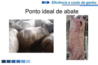 Eficiência e custo do ganho

Ponto ideal de abate
 