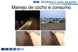 Eficiência e custo do ganho

Manejo de cocho e consumo
 