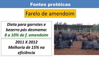 Fontes protéicas

          Farelo de amendoim
 Dieta para garrotes e
 bezerro pós desmama:
8 a 10% de f. amendoim
    2011 X 2012
 Melhoria de 15% na
     eficiência
 