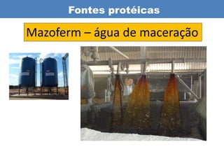 Fontes protéicas

Mazoferm – água de maceração
 