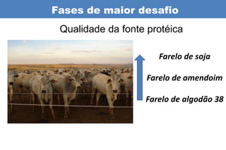 Fases de maior desafio
 Qualidade da fonte protéica

                      Farelo de soja

                    Farelo de amendoim

                   Farelo de algodão 38
 