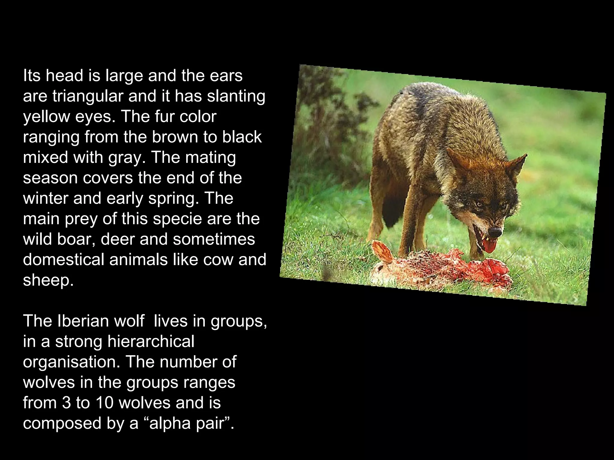 Its head is large and the ears
are triangular and it has slanting
yellow eyes. The fur color
ranging from the brown to black
mixed with gray. The mating
season covers the end of the
winter and early spring. The
main prey of this specie are the
wild boar, deer and sometimes
domestical animals like cow and
sheep.
The Iberian wolf lives in groups,
in a strong hierarchical
organisation. The number of
wolves in the groups ranges
from 3 to 10 wolves and is
composed by a “alpha pair”.
 