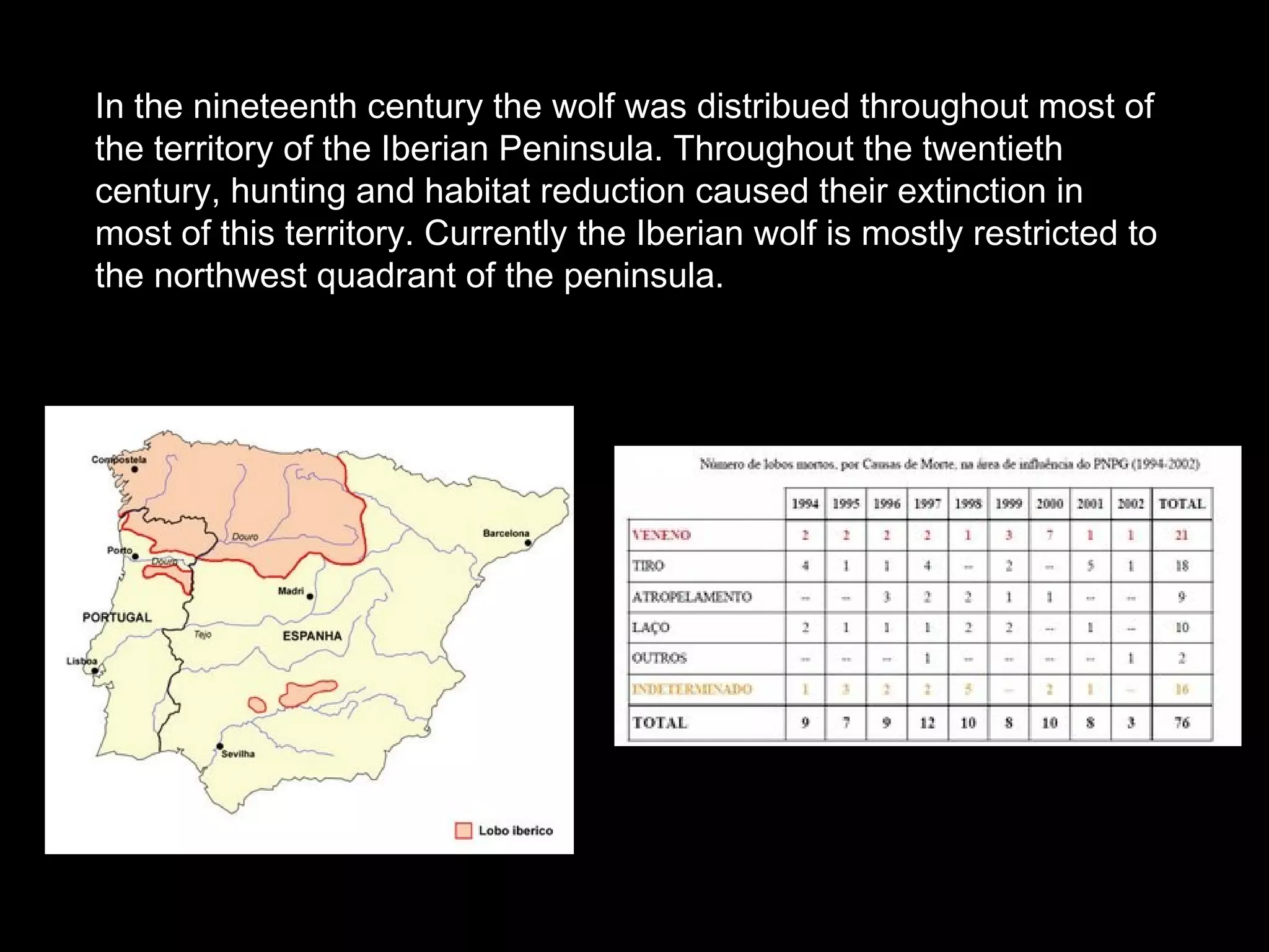 In the nineteenth century the wolf was distribued throughout most of
the territory of the Iberian Peninsula. Throughout the twentieth
century, hunting and habitat reduction caused their extinction in
most of this territory. Currently the Iberian wolf is mostly restricted to
the northwest quadrant of the peninsula.
 