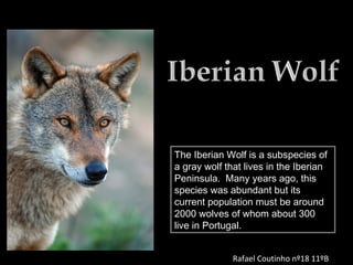 The Iberian Wolf is a subspecies of
a gray wolf that lives in the Iberian
Peninsula. Many years ago, this
species was abundant but its
current population must be around
2000 wolves of whom about 300
live in Portugal.
Rafael Coutinho nº18 11ºB
 
