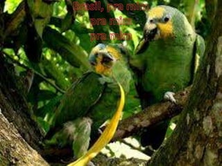 $$$$Rafael e luiz$$$$