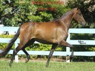 $$$$Rafael e luiz$$$$