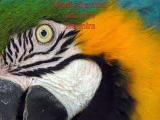 $$$$Rafael e luiz$$$$