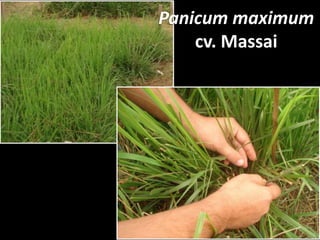 Panicum maximum
    cv. Massai
 