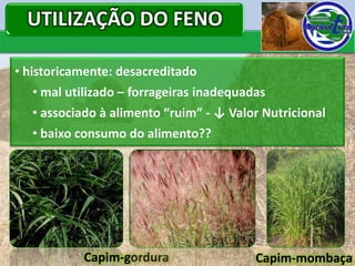 UTILIZAÇÃO DO FENO

• historicamente: desacreditado
   • mal utilizado – forrageiras inadequadas
   • associado à alimento “ruim” - ↓ Valor Nutricional
   • baixo consumo do alimento??




            Capim-gordura                 Capim-mombaça
 