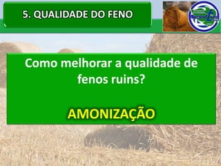 5. QUALIDADE DO FENO



Como melhorar a qualidade de
       fenos ruins?

        AMONIZAÇÃO
 