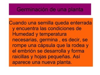 Germinación de una planta
Cuando una semilla queda enterrada
y encuentra las condiciones de
Humedad y temperatura
necesarias, germina , es decir, se
rompe una cápsula que la rodea y
el embrión se desarrolla y forma
raicillas y hojas pequeñas. Así
aparece una nueva planta.
 