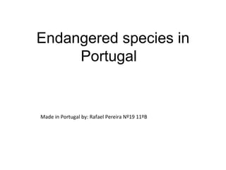 Endangered species in Portugal  Made in Portugal by: Rafael Pereira Nº19 11ºB  