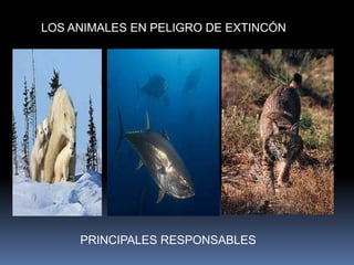 LOS ANIMALES EN PELIGRO DE EXTINCÓN
PRINCIPALES RESPONSABLES
 