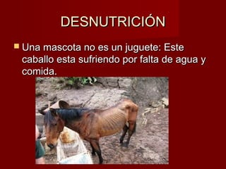 DESNUTRICIÓNDESNUTRICIÓN
 Una mascota no es un juguete: EsteUna mascota no es un juguete: Este
caballo esta sufriendo por falta de agua ycaballo esta sufriendo por falta de agua y
comida.comida.
 
