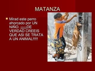 MATANZAMATANZA
 Mirad este perroMirad este perro
ahorcado por UNahorcado por UN
NIÑO. ¡¡¡¡¡DENIÑO. ¡¡¡¡¡DE
VERDAD CREEISVERDAD CREEIS
QUE ASI SE TRATAQUE ASI SE TRATA
A UN ANIMAL!!!!!A UN ANIMAL!!!!!
 